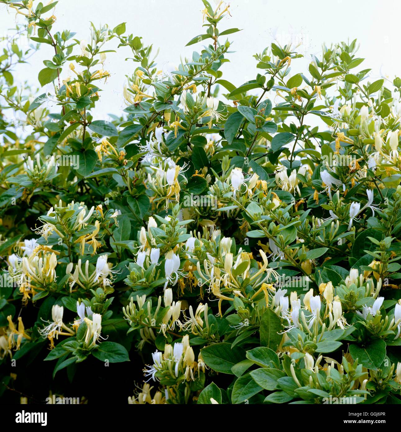 Lonicera japonica - `Halliana' AGM   CLS011839 Stock Photo